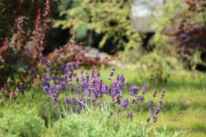 Cetatuia-Imprejurimi-3