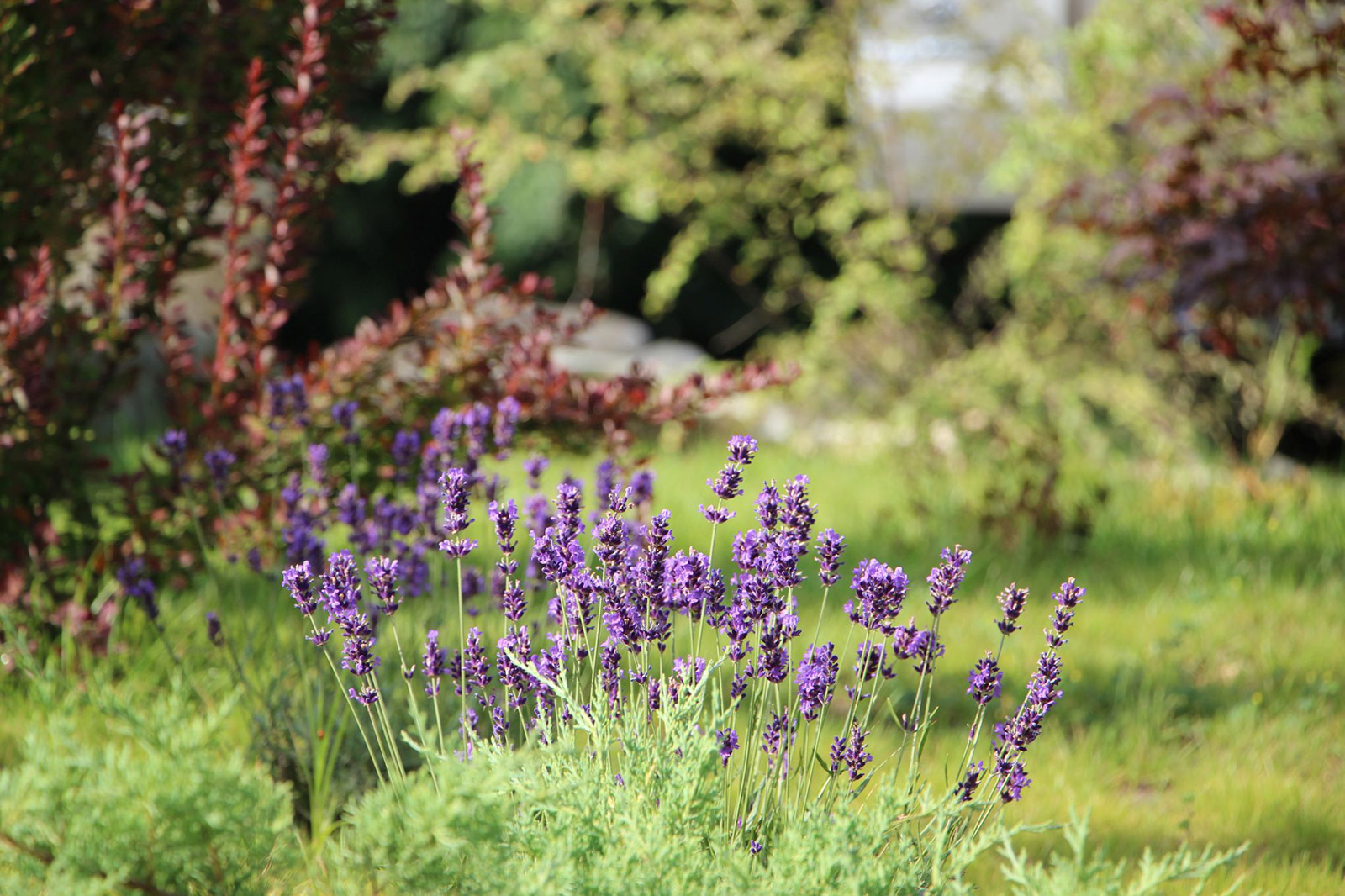 Cetatuia-Imprejurimi-3