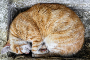 Cetatuia-Imprejurimi-5