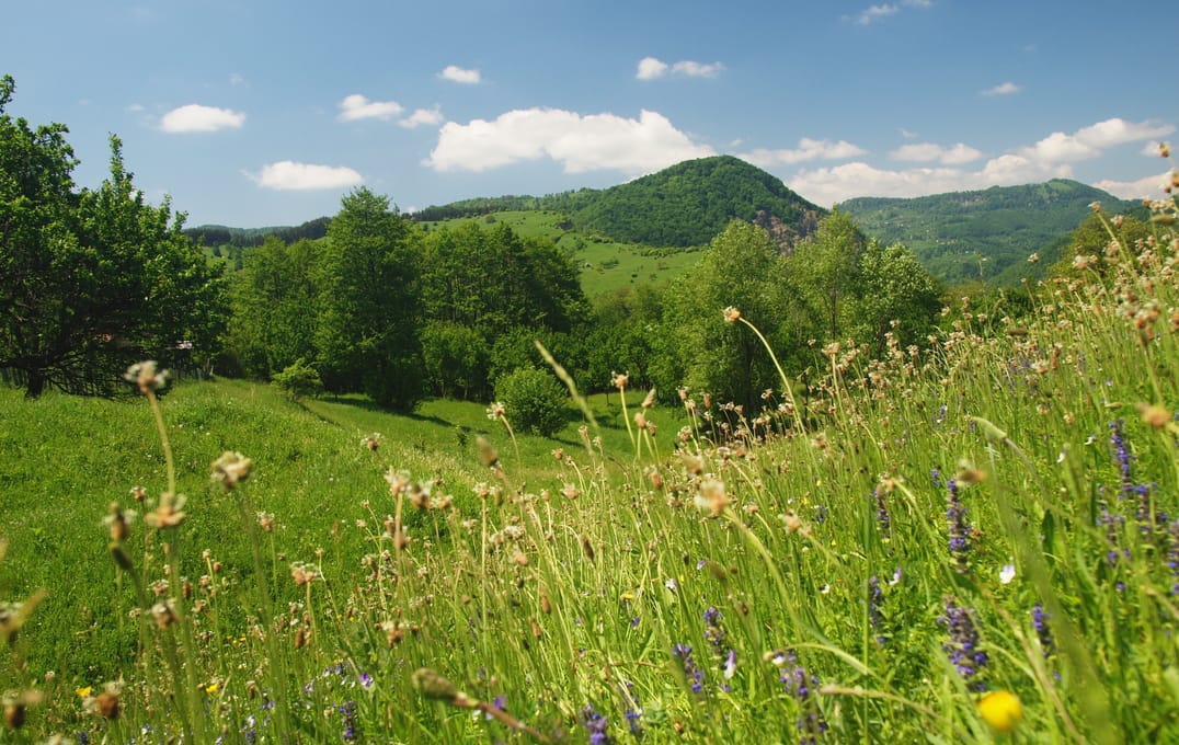 Flowering meadow and forested hills at Terca, Buzău Land