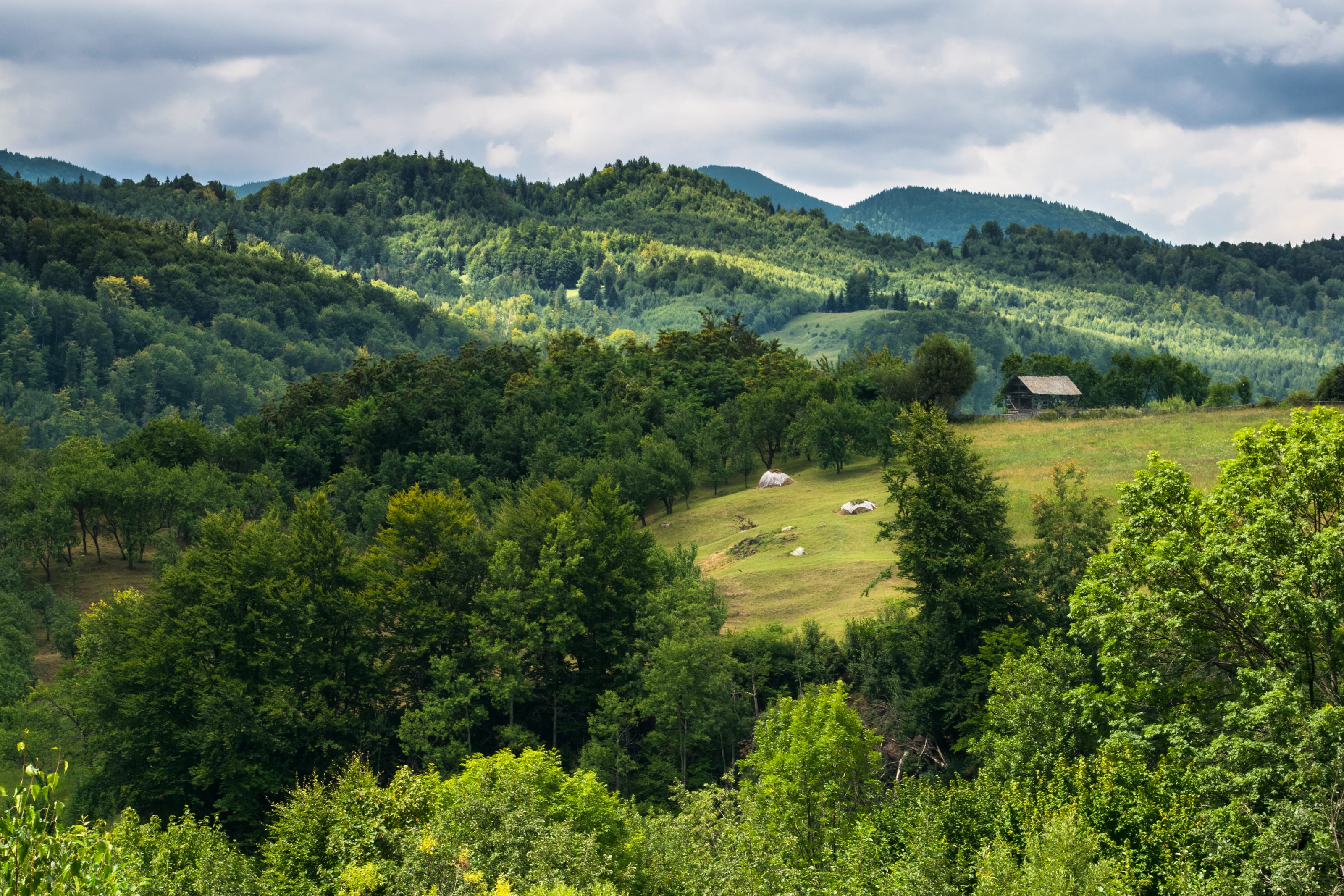 Forested hills, pasture and a hut at Terca, Buzău Land